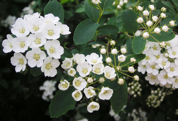 Spirée à floraison précoce