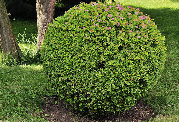 Buisson de spirée en forme de boule