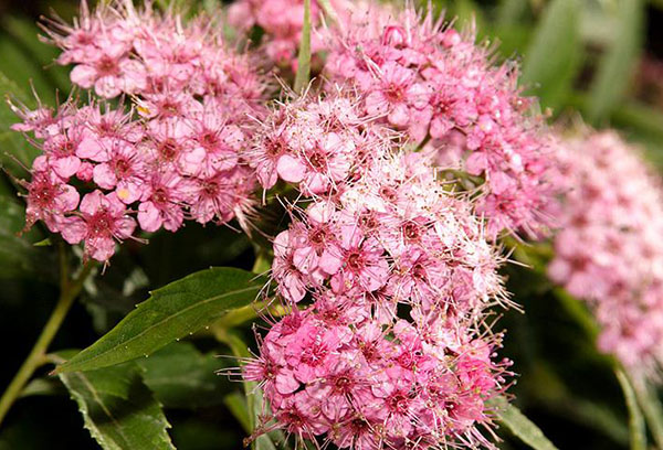 Spirée en fleurs