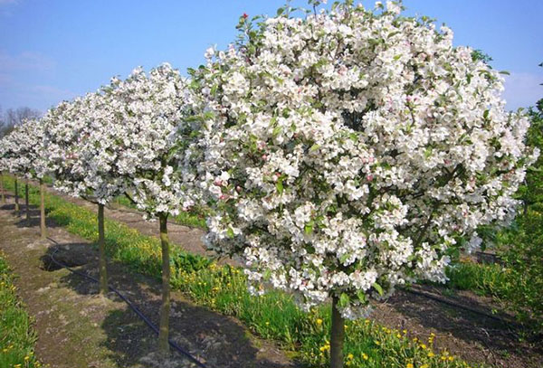 fleurs de cerisier