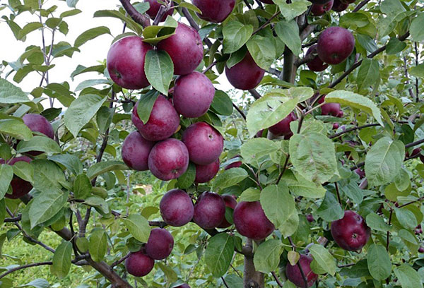 Pommier en fruits