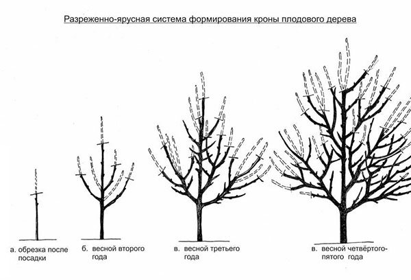 Подрязване на ябълкови дървета преди плододаване