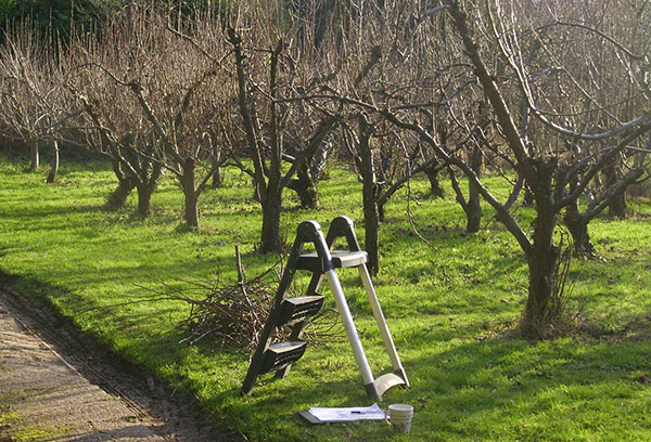 Taille des pommiers en fruits