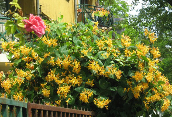 Chèvrefeuille à fleurs