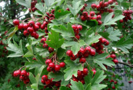 Aubépine en fruits