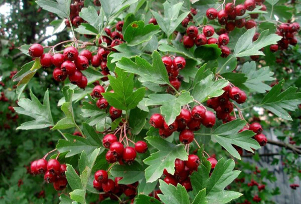 Aubépine en fruits