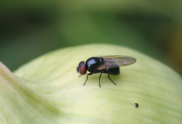 Mouche de l'oignon