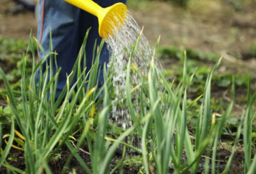 Arroser le jardin d'oignons