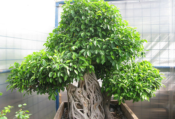 Vieux ficus benjamin