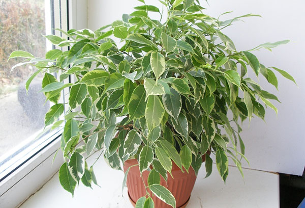 Ficus Benjamin i fönsterbrädan