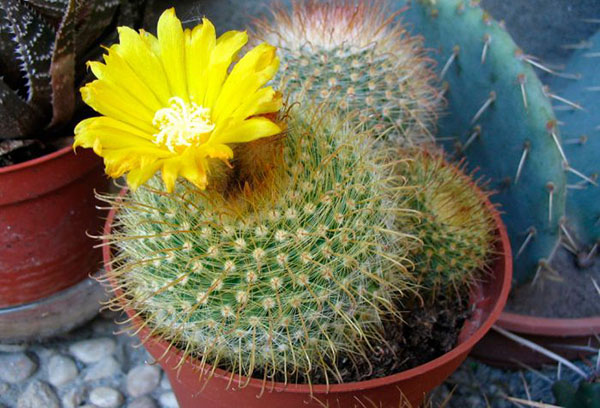 Cactus en fleurs