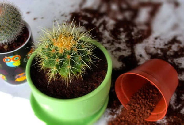 Transplantation de cactus