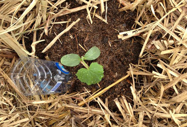 Irrigation goutte à goutte des plants de concombre