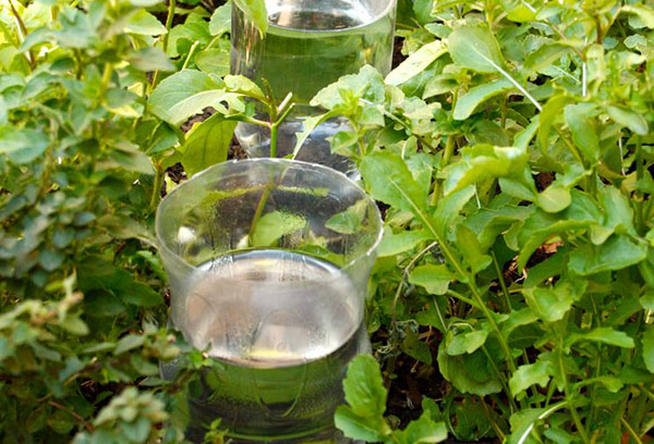 Bouteilles d'irrigation goutte à goutte