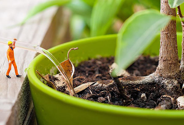 Arroser les plantes dans un pot