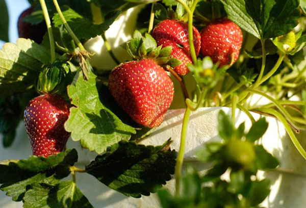 Fraises en pot