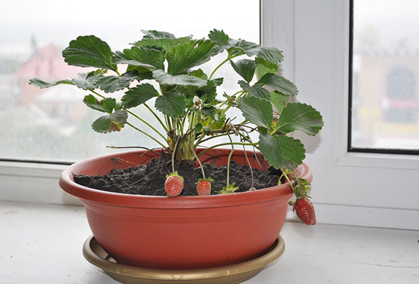 Un pot avec un fraisier sur le rebord de la fenêtre