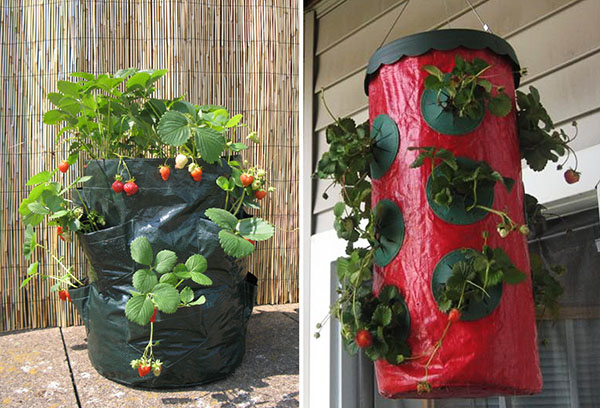 Cultiver des fraises dans des sacs sur le balcon