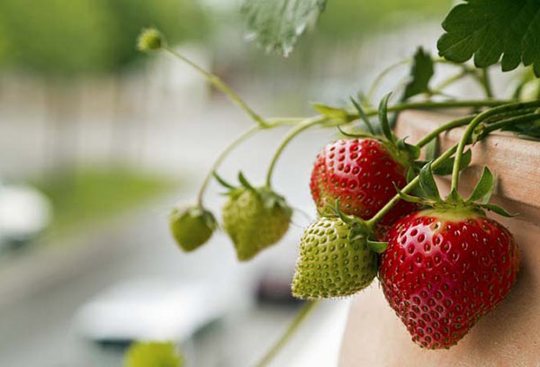 Fraises poussant dans un pot