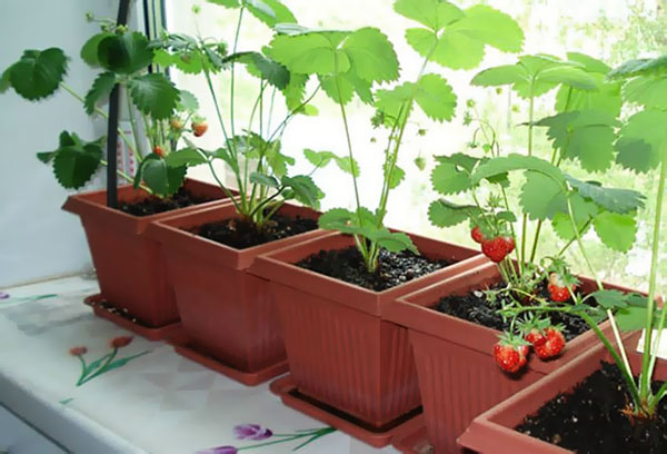 Cultiver des fraises en pots sur un rebord de fenêtre