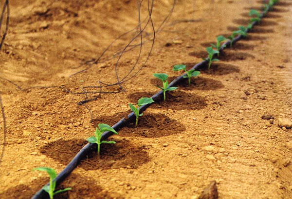 Irrigation goutte à goutte des concombres