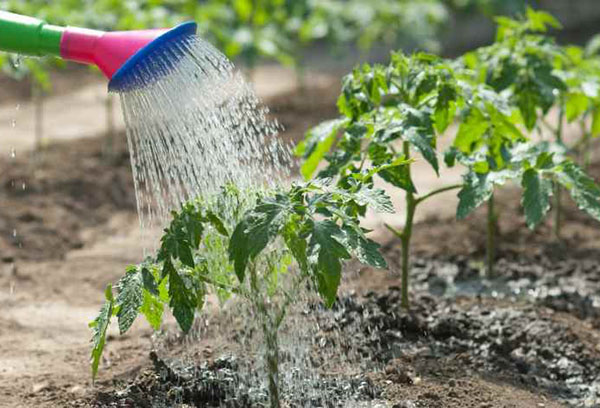 Arroser les tomates