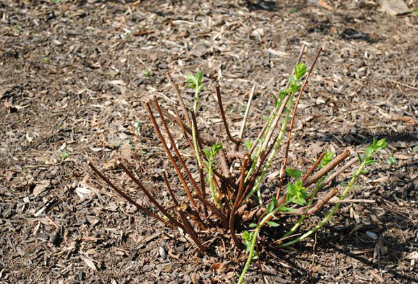 Buisson de spirée après la taille