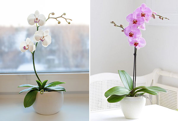 Deux types d'orchidées phalaenopsis