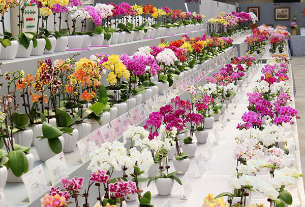 Orchidées hybrides dans le magasin