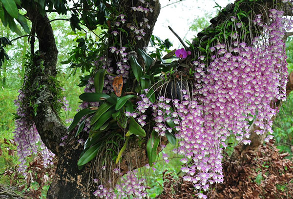 Orchidées dans la nature