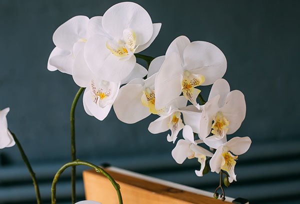 Orchidée Phalaenopsis fleurs blanches