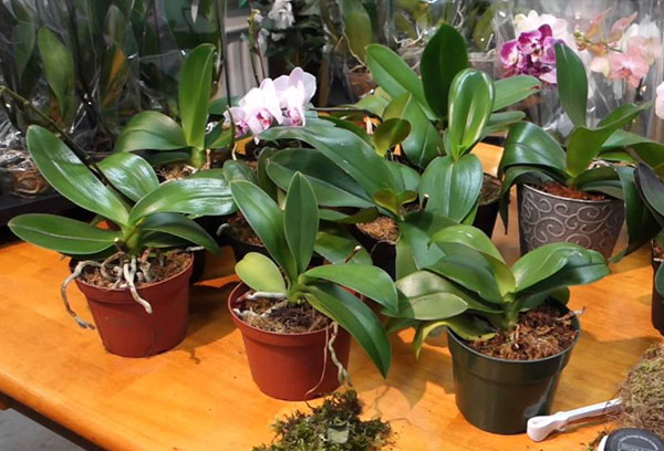 Orchidées Phalaenopsis en pots