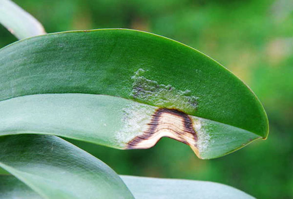 Feuille d'orchidée endommagée