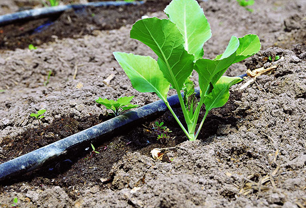 Irrigation goutte à goutte du chou