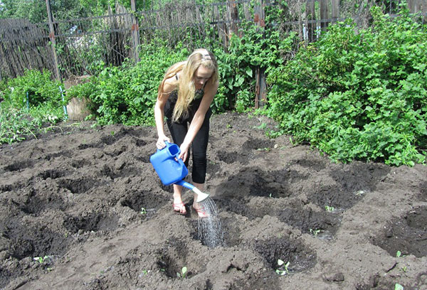 Chou d'arrosage fille planté dans le jardin