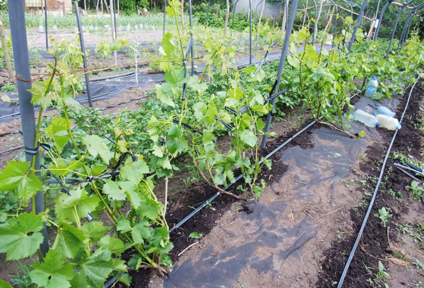 Irrigation goutte à goutte du vignoble