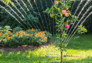 Arroser un jeune pommier avec arrosage