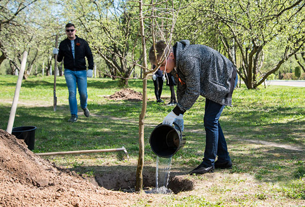 Arroser un jeune pommier lors de la plantation