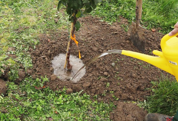 Arroser un jeune pommier