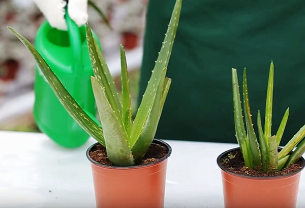 Vattna aloe