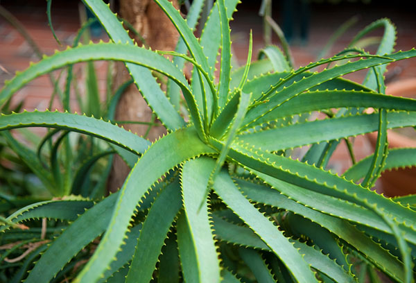 Aloe träd