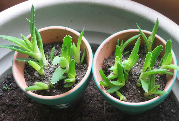 Germes d'aloès en pots