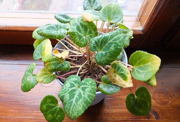 Cyclamen på sommaren