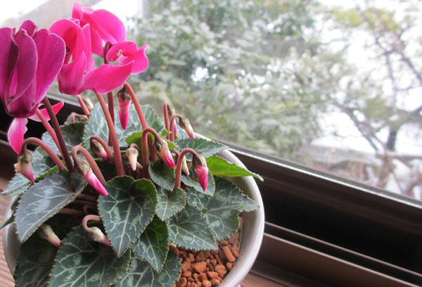 Cyclamen en fleurs