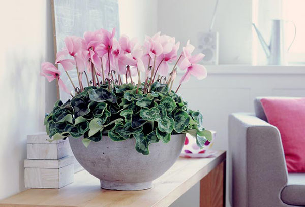 Cyclamen en fleurs dans le salon