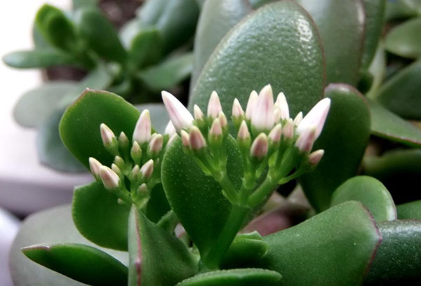 Crassula en fleurs