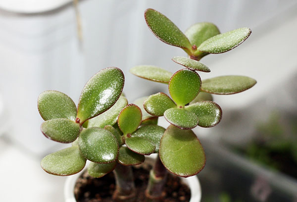 Crassula efter transplantation