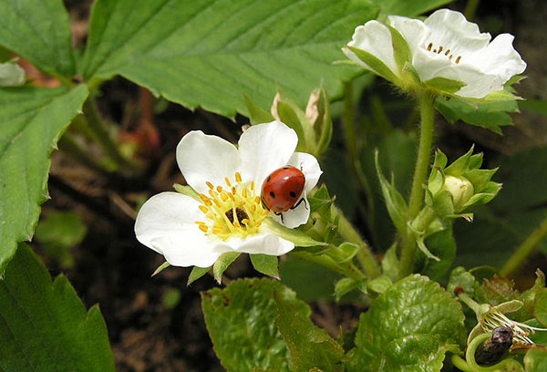 Coccinelle sur fraise en fleurs