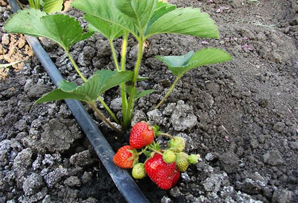 Irrigation goutte à goutte aux fraises