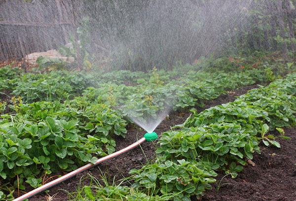 Pulvériser l'arrosage des lits de fraises